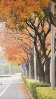 The beautiful autumn view with the colorful leaves on the tree in the city photo