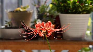 One beautiful red flower blooming in the garden photo