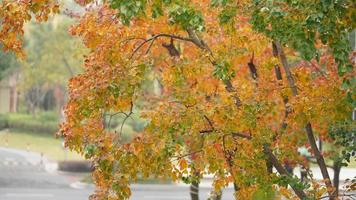 la hermosa vista otoñal con las hojas coloridas en el árbol de la ciudad foto