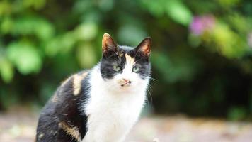 Un adorable gato salvaje sentado en el jardín para descansar. foto