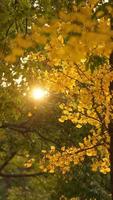 The beautiful autumn view with the colorful leaves on the tree in the city photo