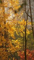 The beautiful city view with the yellow autumn leaves and old buildings under the warm autumn sunlight photo