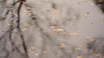 The autumn view with the rainy droplets dropping on the water surface in the pond photo