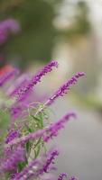 The beautiful garden view with the fresh green leaves and flowers in summer photo