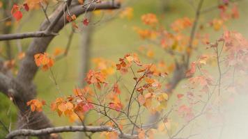 The beautiful autumn view with the colorful leaves on the tree in the city photo