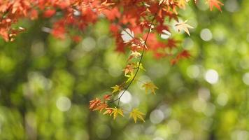 The beautiful autumn view with the colorful leaves on the tree in the city photo