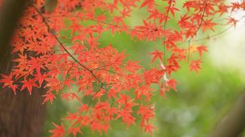 la hermosa vista otoñal con las hojas coloridas en el árbol de la ciudad foto