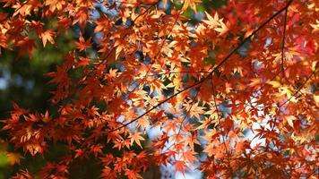 The beautiful autumn view with the colorful leaves on the tree in the city photo