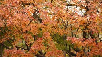 The beautiful autumn view with the colorful leaves on the tree in the city photo