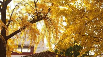 The beautiful city view with the yellow autumn leaves and old buildings under the warm autumn sunlight photo