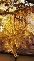 The beautiful city view with the yellow autumn leaves and old buildings under the warm autumn sunlight photo