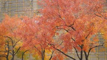 la hermosa vista otoñal con las hojas coloridas en el árbol de la ciudad foto