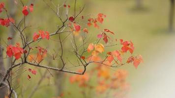 The beautiful autumn view with the colorful leaves on the tree in the city photo