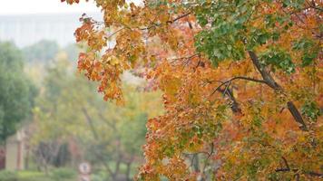 The beautiful autumn view with the colorful leaves on the tree in the city photo