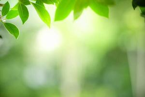 hermosa vista de la naturaleza de la hoja verde sobre un fondo verde borroso en el jardín. hojas verdes naturales plantas utilizadas como fondo de primavera portada vegetación medio ambiente ecología papel tapiz verde lima foto
