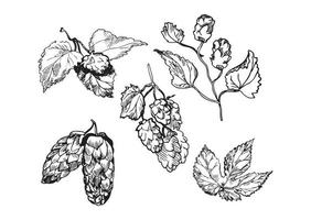 Hops Illustrations in Art Ink Style vector