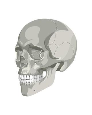 Skull in Different Projections