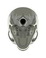 Skull in Different Projections vector