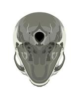 Skull in Different Projections vector