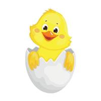 Chick in egg vector