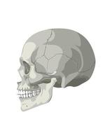 Skull in Different Projections vector