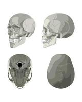 cráneo en diferentes proyecciones vector