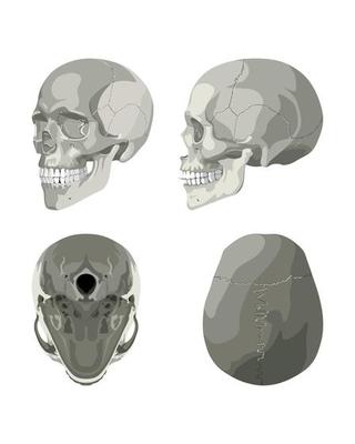 Skull in Different Projections
