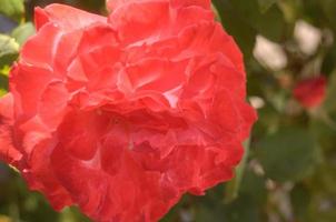 flower and leaves in the background photo