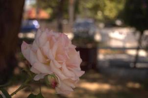 white and pink rose photo