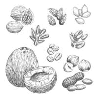 Nuts, grain and seeds vector sketch icons