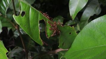 rood mieren kruipen Aan groen bladeren video