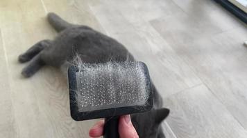 Comb for a cat and a cat. In the video in the foreground is a comb for a cat with wool, in the background is a gray cat.