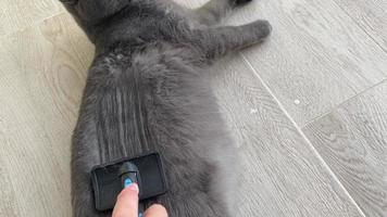 brossage de chat. dans la vidéo, une femme peigne un chat britannique avec un peigne à chat. video