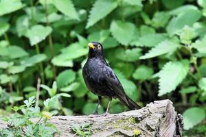 A view of a Blackbird photo