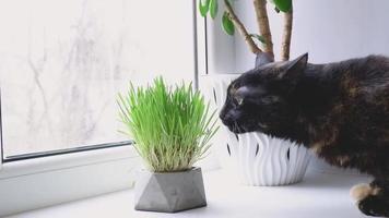el gato doméstico negro y rojo come hierba fresca en el primer plano del alféizar de la ventana. video
