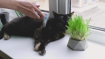 gros plan d'une main féminine peignant la laine d'un chat domestique avec une brosse près de la fenêtre, le chat mange de l'herbe. une femme prend soin d'un animal de compagnie en enlevant les poils à la maison. mue expresse. peigner la laine. video