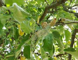 pests on the apple tree. cobwebs and caterpillars on branches and leaves. photo