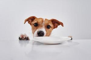 perro jack russell terrier con plato vacío en la mesa. retrato de perro lindo foto