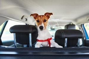 Jack Russell terrier dog looking out of car seat photo