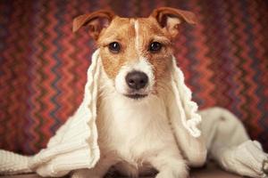 Jack Russell terrier dog keep warm under wool sweater. Pet care concept photo