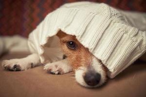 El perro jack russell terrier se mantiene caliente bajo un suéter de lana. concepto de cuidado de mascotas foto