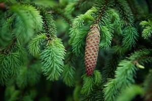 Green spruce branch with cone closeup. Nature background photo