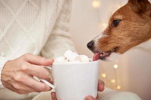 Dog drinks from coffee cup with marshmallow in woman hands photo