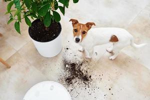 Robot vacuum cleaner cleans dirt from plant soil on the floor. photo