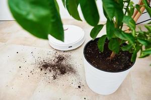 Robot vacuum cleaner cleans dirt from plant soil on the floor photo