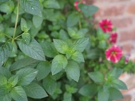 científico de la planta de menta. nombre mentha piperita foto