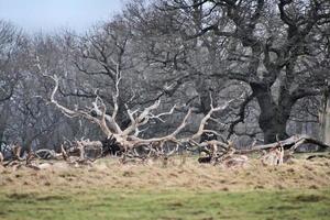 A view of the Shropshire Countryside at Attingham near Shrewsbury. photo