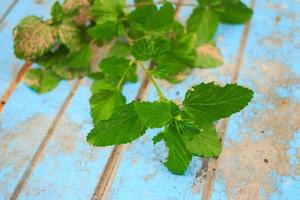 Nature weed with root and soil  on old blue wooden photo