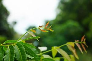 Nature fresh neem on old blue wooden photo