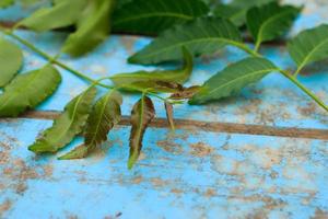 Nature fresh neem on old blue wooden photo